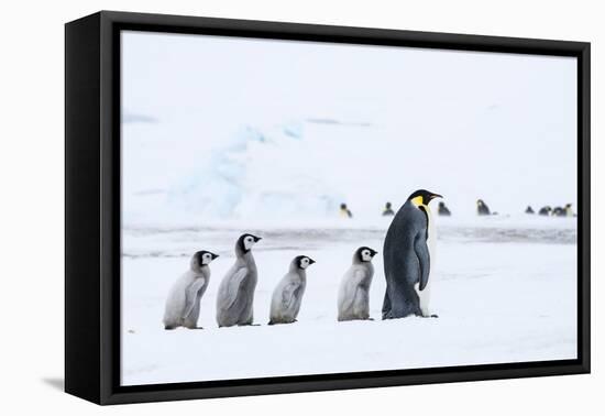 Snow Hill Island, Antarctica. Emperor penguin chicks follow the leader.-Dee Ann Pederson-Framed Premier Image Canvas