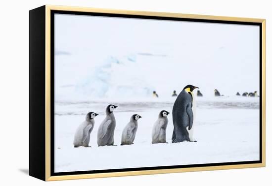 Snow Hill Island, Antarctica. Emperor penguin chicks follow the leader.-Dee Ann Pederson-Framed Premier Image Canvas