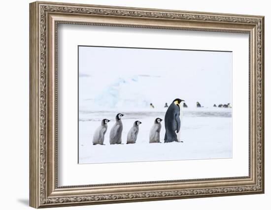 Snow Hill Island, Antarctica. Emperor penguin chicks follow the leader.-Dee Ann Pederson-Framed Photographic Print