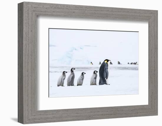 Snow Hill Island, Antarctica. Emperor penguin chicks follow the leader.-Dee Ann Pederson-Framed Photographic Print