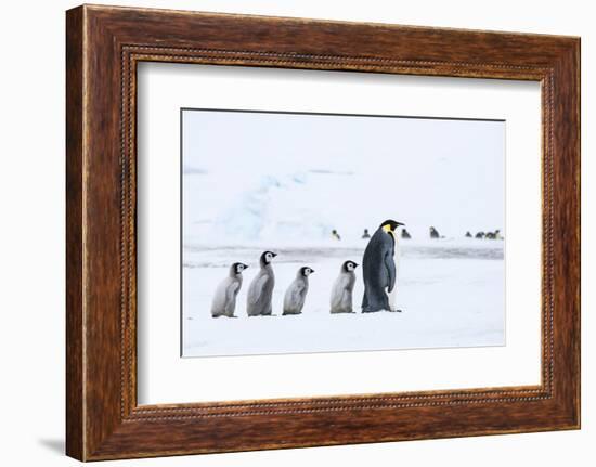 Snow Hill Island, Antarctica. Emperor penguin chicks follow the leader.-Dee Ann Pederson-Framed Photographic Print