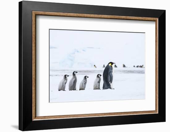 Snow Hill Island, Antarctica. Emperor penguin chicks follow the leader.-Dee Ann Pederson-Framed Photographic Print