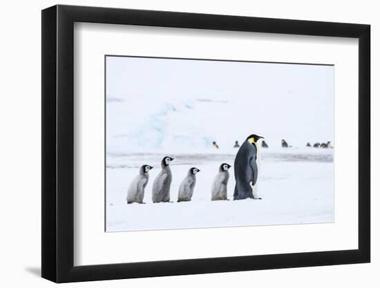 Snow Hill Island, Antarctica. Emperor penguin chicks follow the leader.-Dee Ann Pederson-Framed Photographic Print
