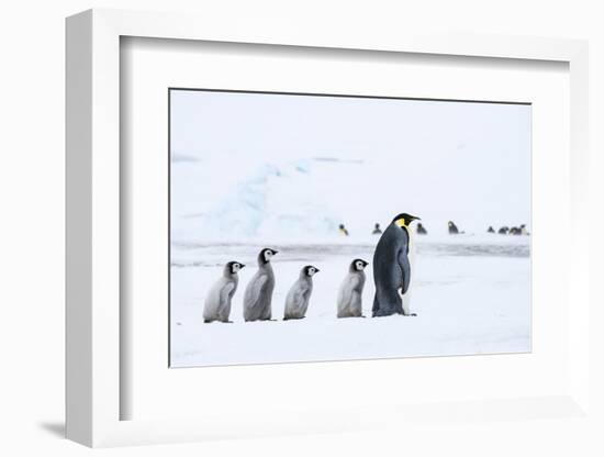 Snow Hill Island, Antarctica. Emperor penguin chicks follow the leader.-Dee Ann Pederson-Framed Photographic Print