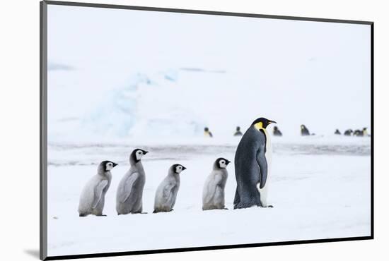 Snow Hill Island, Antarctica. Emperor penguin chicks follow the leader.-Dee Ann Pederson-Mounted Photographic Print