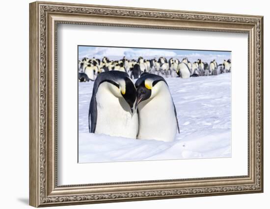 Snow Hill Island, Antarctica. Emperor penguin couple close-up with colony in background.-Dee Ann Pederson-Framed Photographic Print