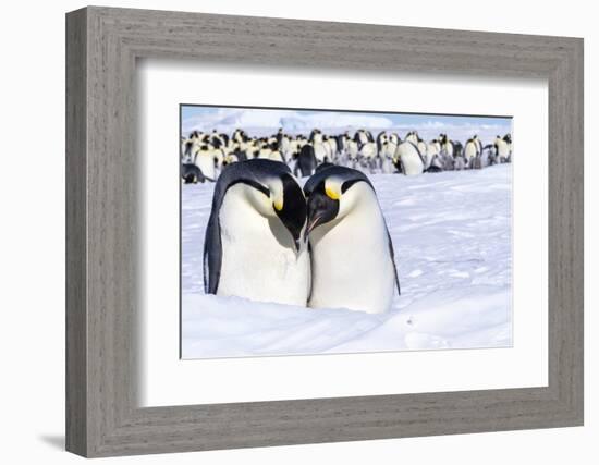 Snow Hill Island, Antarctica. Emperor penguin couple close-up with colony in background.-Dee Ann Pederson-Framed Photographic Print