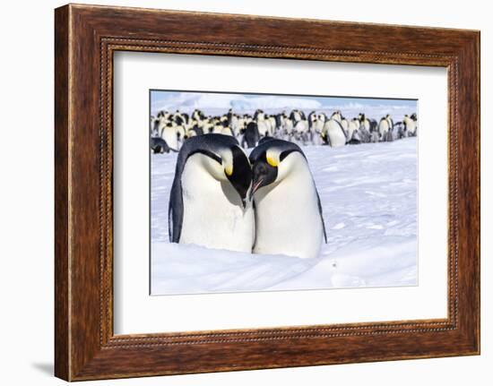 Snow Hill Island, Antarctica. Emperor penguin couple close-up with colony in background.-Dee Ann Pederson-Framed Photographic Print