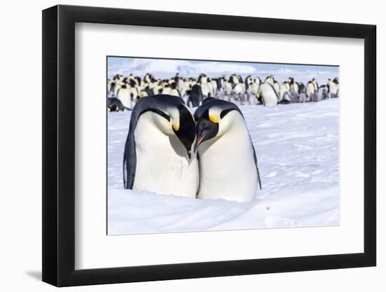 Snow Hill Island, Antarctica. Emperor penguin couple close-up with colony in background.-Dee Ann Pederson-Framed Photographic Print