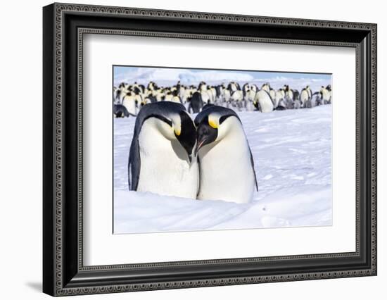 Snow Hill Island, Antarctica. Emperor penguin couple close-up with colony in background.-Dee Ann Pederson-Framed Photographic Print