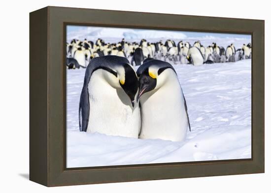 Snow Hill Island, Antarctica. Emperor penguin couple close-up with colony in background.-Dee Ann Pederson-Framed Premier Image Canvas
