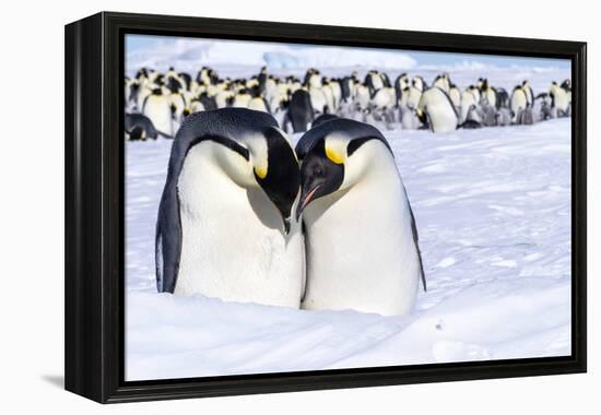 Snow Hill Island, Antarctica. Emperor penguin couple close-up with colony in background.-Dee Ann Pederson-Framed Premier Image Canvas