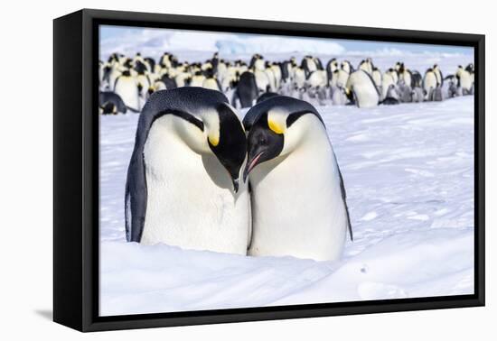 Snow Hill Island, Antarctica. Emperor penguin couple close-up with colony in background.-Dee Ann Pederson-Framed Premier Image Canvas