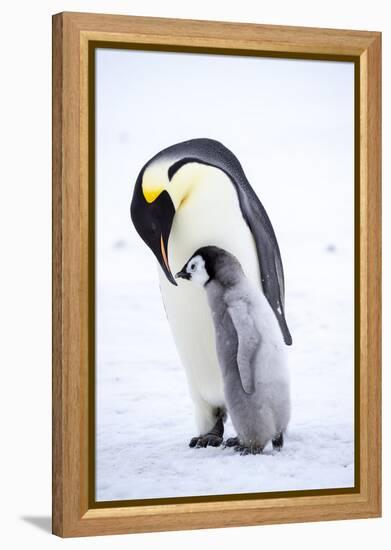 Snow Hill Island, Antarctica. Emperor penguin parent bonding with chick.-Dee Ann Pederson-Framed Premier Image Canvas