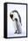 Snow Hill Island, Antarctica. Emperor penguin parent bonding with chick.-Dee Ann Pederson-Framed Premier Image Canvas