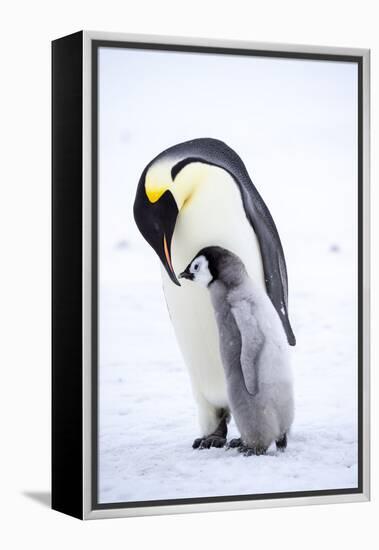 Snow Hill Island, Antarctica. Emperor penguin parent bonding with chick.-Dee Ann Pederson-Framed Premier Image Canvas