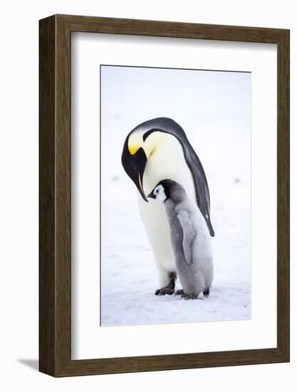 Snow Hill Island, Antarctica. Emperor penguin parent bonding with chick.-Dee Ann Pederson-Framed Photographic Print