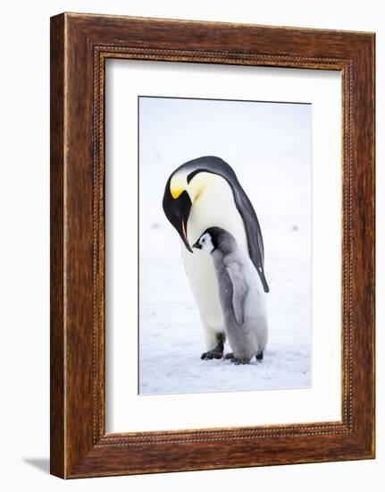 Snow Hill Island, Antarctica. Emperor penguin parent bonding with chick.-Dee Ann Pederson-Framed Photographic Print