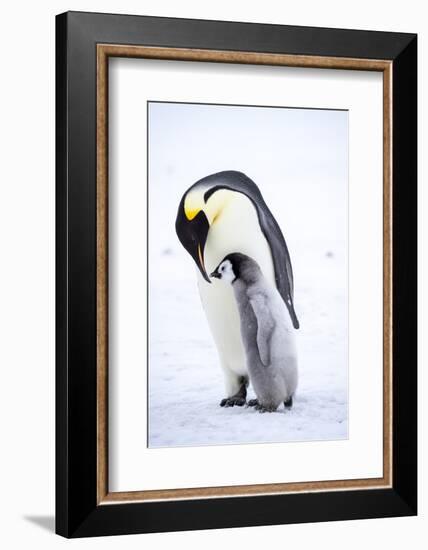 Snow Hill Island, Antarctica. Emperor penguin parent bonding with chick.-Dee Ann Pederson-Framed Photographic Print