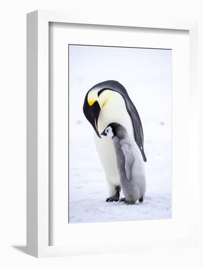 Snow Hill Island, Antarctica. Emperor penguin parent bonding with chick.-Dee Ann Pederson-Framed Photographic Print