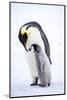 Snow Hill Island, Antarctica. Emperor penguin parent bonding with chick.-Dee Ann Pederson-Mounted Photographic Print