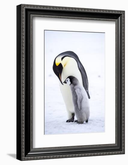 Snow Hill Island, Antarctica. Emperor penguin parent bonding with chick.-Dee Ann Pederson-Framed Photographic Print