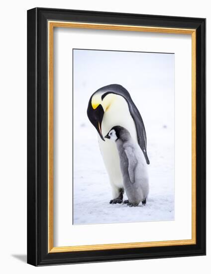 Snow Hill Island, Antarctica. Emperor penguin parent bonding with chick.-Dee Ann Pederson-Framed Photographic Print