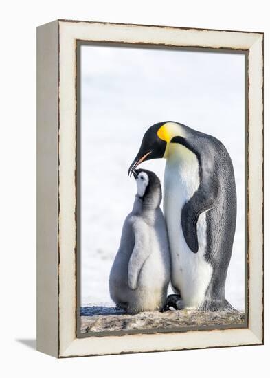 Snow Hill Island, Antarctica. Emperor penguin parent bonding with chick.-Dee Ann Pederson-Framed Premier Image Canvas