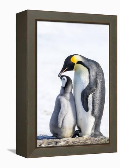 Snow Hill Island, Antarctica. Emperor penguin parent bonding with chick.-Dee Ann Pederson-Framed Premier Image Canvas