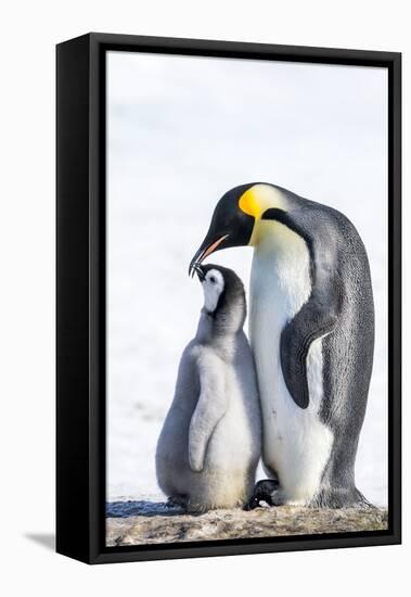 Snow Hill Island, Antarctica. Emperor penguin parent bonding with chick.-Dee Ann Pederson-Framed Premier Image Canvas