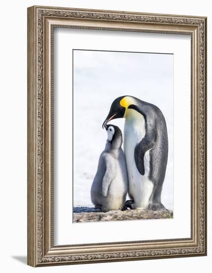 Snow Hill Island, Antarctica. Emperor penguin parent bonding with chick.-Dee Ann Pederson-Framed Photographic Print
