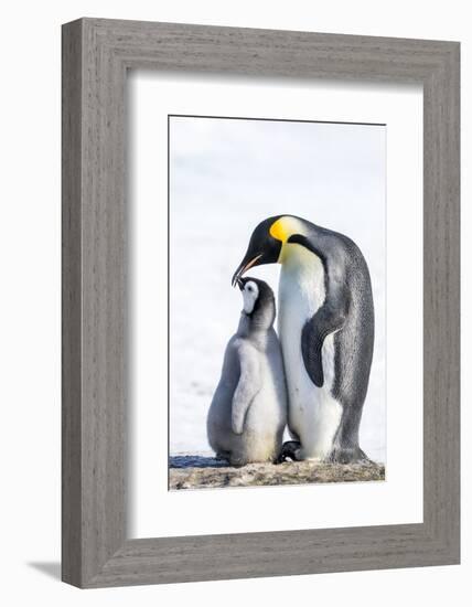 Snow Hill Island, Antarctica. Emperor penguin parent bonding with chick.-Dee Ann Pederson-Framed Photographic Print