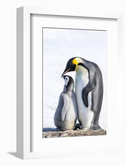 Snow Hill Island, Antarctica. Emperor penguin parent bonding with chick.-Dee Ann Pederson-Framed Photographic Print