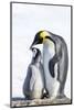 Snow Hill Island, Antarctica. Emperor penguin parent bonding with chick.-Dee Ann Pederson-Mounted Photographic Print