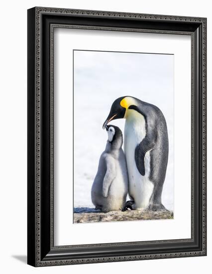 Snow Hill Island, Antarctica. Emperor penguin parent bonding with chick.-Dee Ann Pederson-Framed Photographic Print