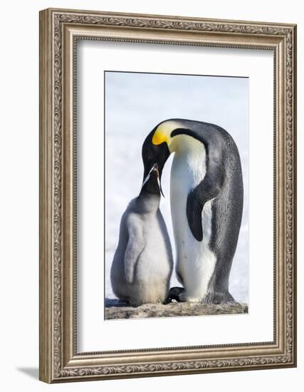 Snow Hill Island, Antarctica. Emperor penguin parent feeding chick.-Dee Ann Pederson-Framed Photographic Print