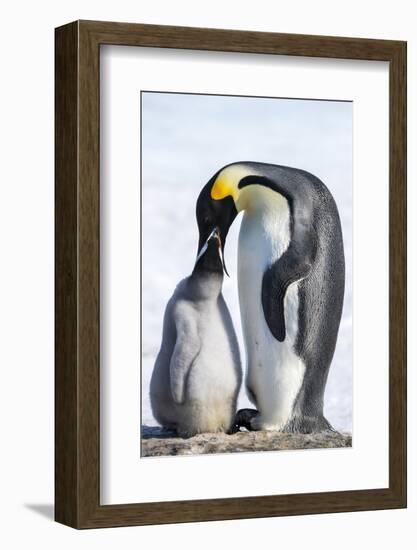 Snow Hill Island, Antarctica. Emperor penguin parent feeding chick.-Dee Ann Pederson-Framed Photographic Print