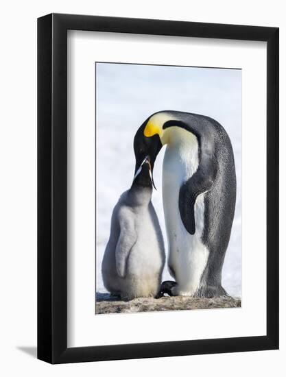 Snow Hill Island, Antarctica. Emperor penguin parent feeding chick.-Dee Ann Pederson-Framed Photographic Print