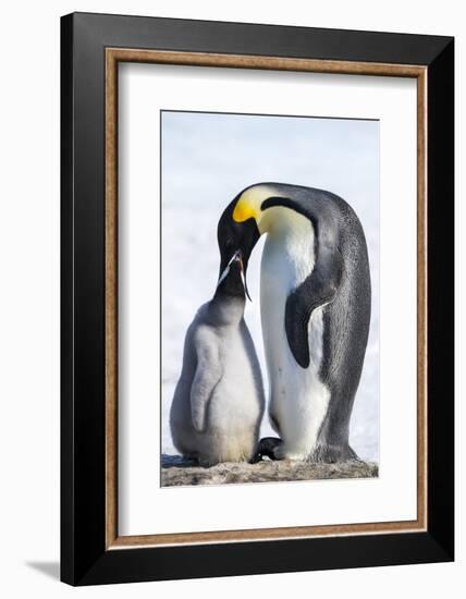 Snow Hill Island, Antarctica. Emperor penguin parent feeding chick.-Dee Ann Pederson-Framed Photographic Print