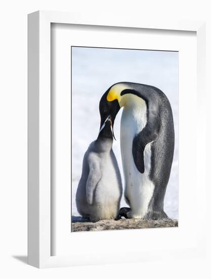 Snow Hill Island, Antarctica. Emperor penguin parent feeding chick.-Dee Ann Pederson-Framed Photographic Print