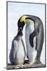 Snow Hill Island, Antarctica. Emperor penguin parent feeding chick.-Dee Ann Pederson-Mounted Photographic Print