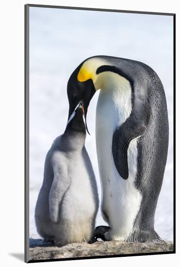 Snow Hill Island, Antarctica. Emperor penguin parent feeding chick.-Dee Ann Pederson-Mounted Photographic Print