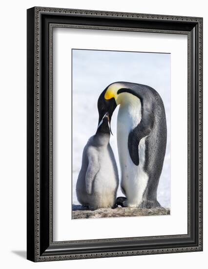 Snow Hill Island, Antarctica. Emperor penguin parent feeding chick.-Dee Ann Pederson-Framed Photographic Print