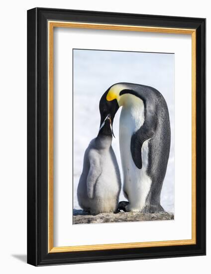 Snow Hill Island, Antarctica. Emperor penguin parent feeding chick.-Dee Ann Pederson-Framed Photographic Print