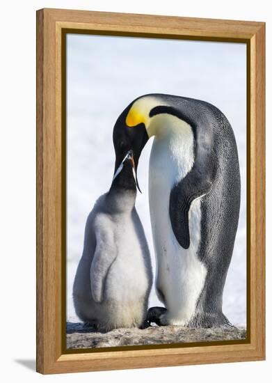 Snow Hill Island, Antarctica. Emperor penguin parent feeding chick.-Dee Ann Pederson-Framed Premier Image Canvas