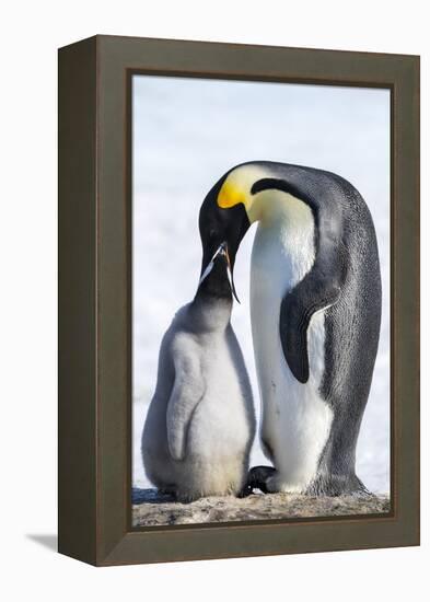 Snow Hill Island, Antarctica. Emperor penguin parent feeding chick.-Dee Ann Pederson-Framed Premier Image Canvas