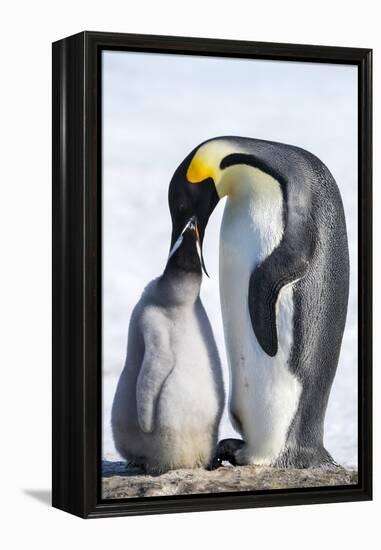 Snow Hill Island, Antarctica. Emperor penguin parent feeding chick.-Dee Ann Pederson-Framed Premier Image Canvas