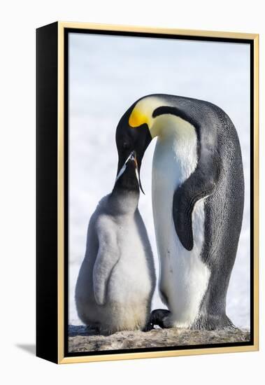 Snow Hill Island, Antarctica. Emperor penguin parent feeding chick.-Dee Ann Pederson-Framed Premier Image Canvas