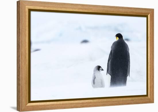 Snow Hill Island, Antarctica. Emperor penguin parent out for a walk with tiny chick.-Dee Ann Pederson-Framed Premier Image Canvas