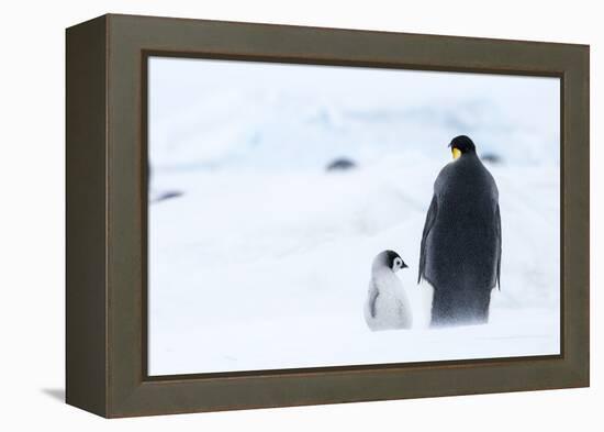 Snow Hill Island, Antarctica. Emperor penguin parent out for a walk with tiny chick.-Dee Ann Pederson-Framed Premier Image Canvas